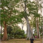 Big Tree Sambelia