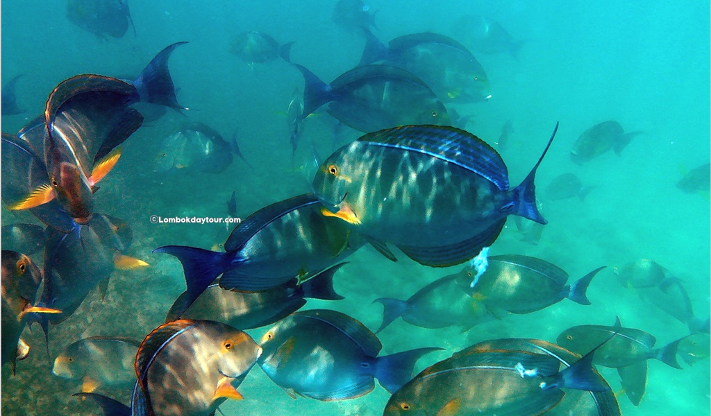 Gili Nanggu Snorkeling Tour